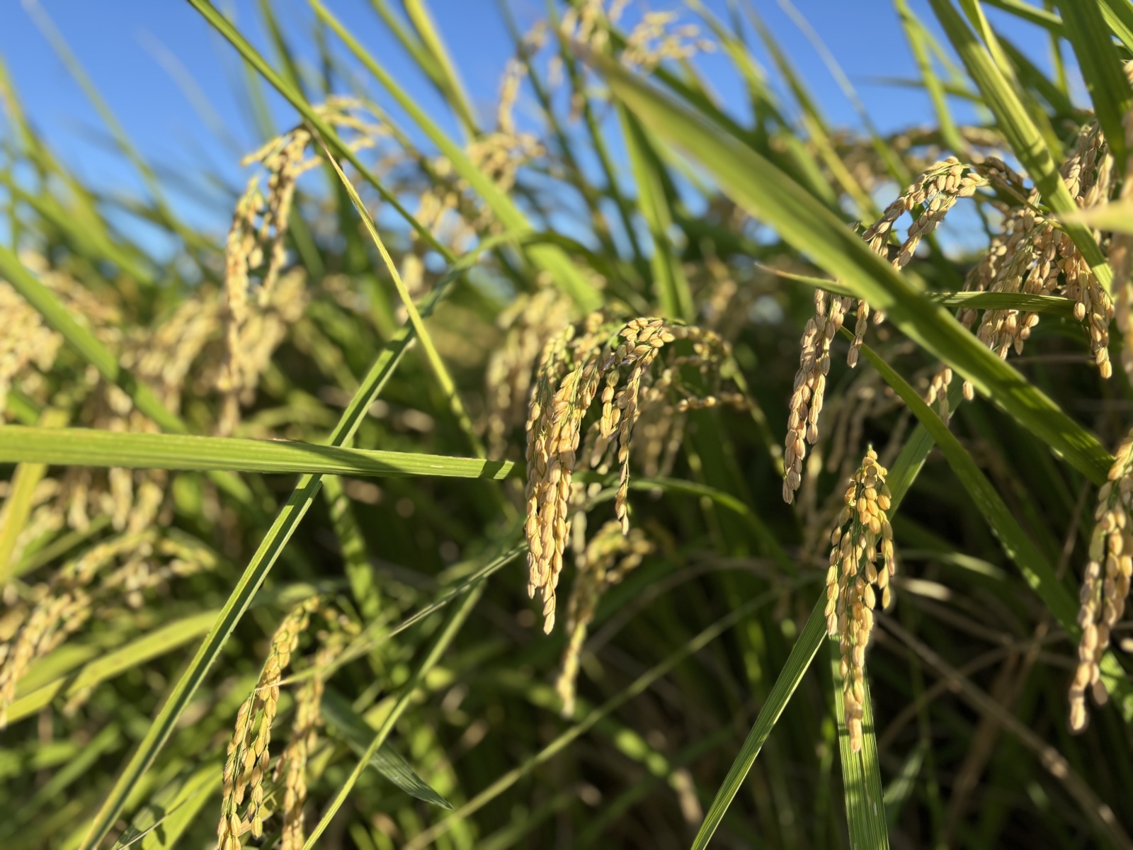 2025年産の新米の発売が開始しました。